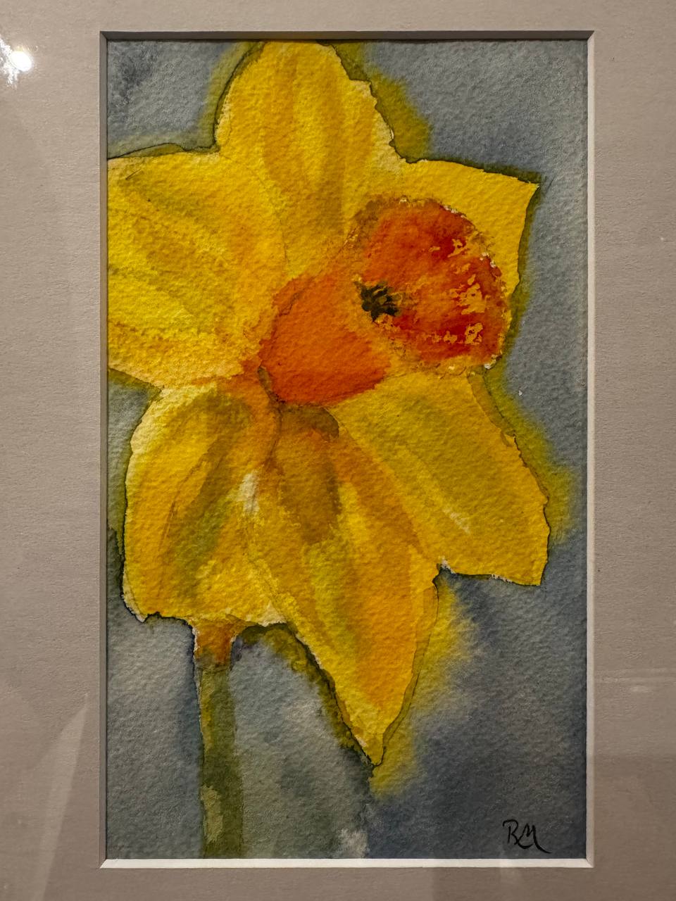 Close portrait of a golden yellow daffodil with a vivid orange trumpet against blue-grey