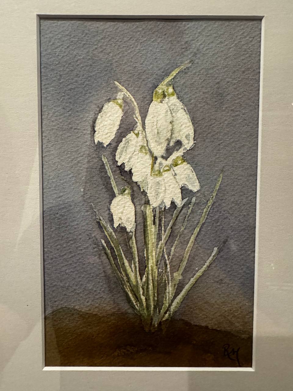 Delicate white snowdrops rising against a textured charcoal-grey background